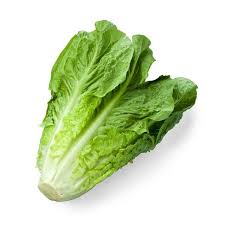 Lechuga romana